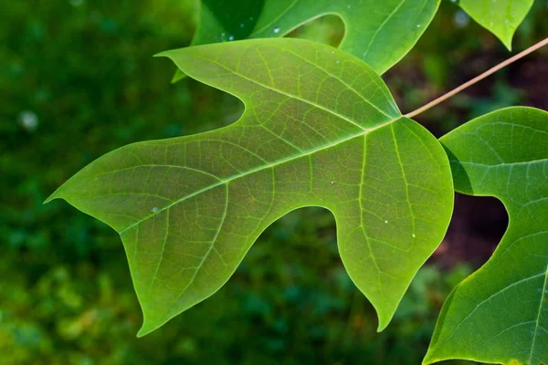 Vorm van een blad tulip tree — Stockfoto