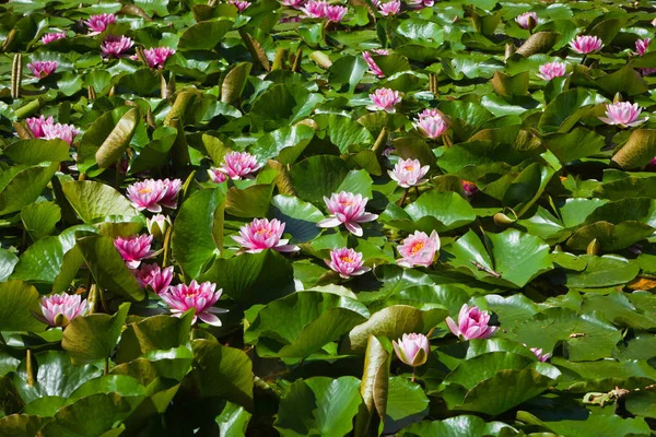 Много цветущих водяных лилий — стоковое фото