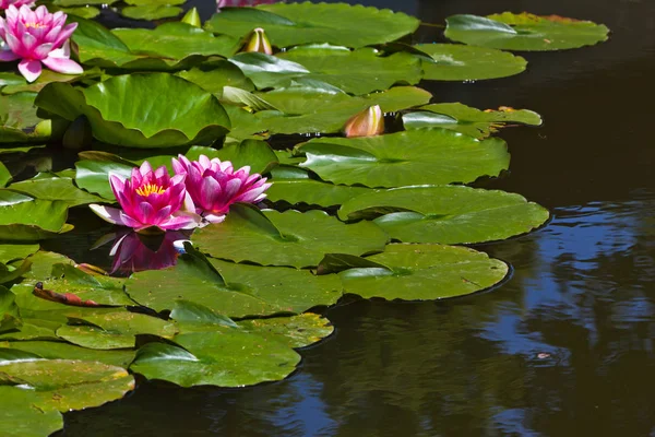 Nilüferler Bahçe gölet