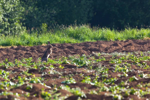 Rabbit Watsches out — стоковое фото