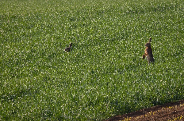 Jeunes lapins jouant en plein air — Photo