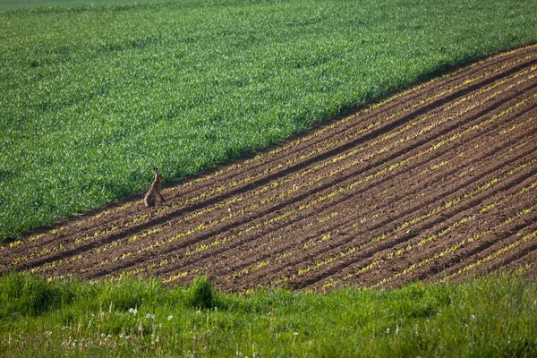 Królik na zaorane pole — Zdjęcie stockowe