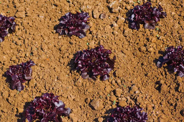 Lollo Rosso marul bahçede