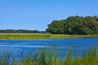 Reed ciğeri ve göl manzara