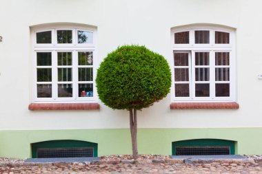 pencere ve süs ağacı