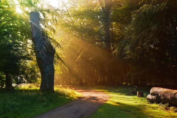 รังสีแดดตอนเช้าในป่า — ภาพถ่ายสต็อก