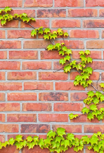 Brickstone wall met verse girland — Stockfoto