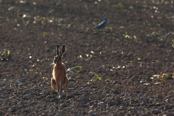 Дикий заяц на пустом поле — стоковое фото
