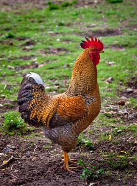 güzel bir horoz detay