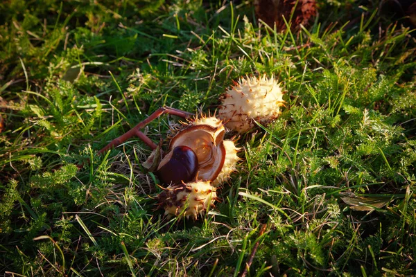 Buckeye vruchten op de grond leggen — Stockfoto