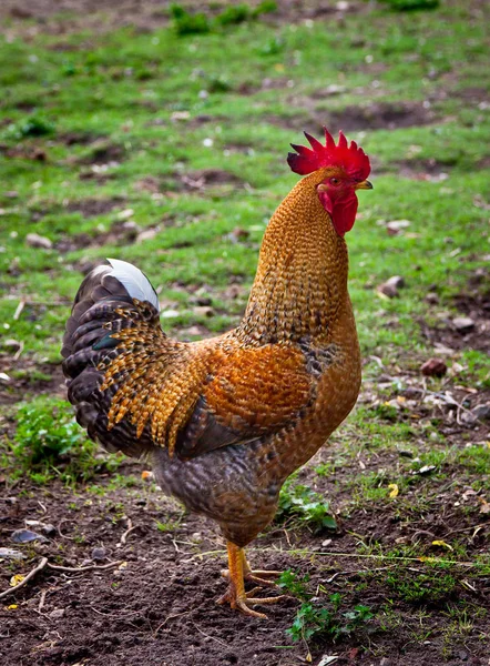 güzel bir horoz detay