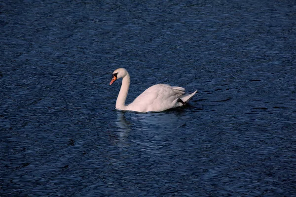 Açık su üzerinde bir kuğu