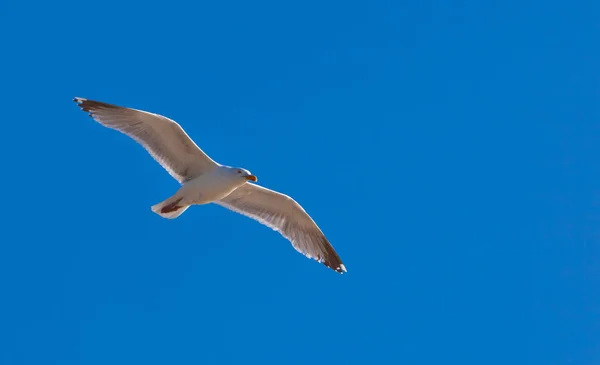 Seagull soars in the air — Stock Photo, Image