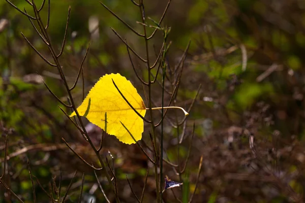 Gult blad på en eng – stockfoto