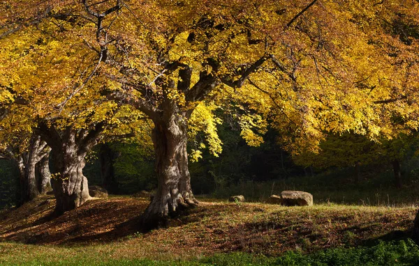 Árvores no outono com folhas coloridas — Fotografia de Stock
