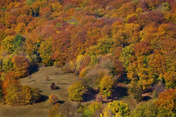 Bosque con hojas de colores —  Fotos de Stock
