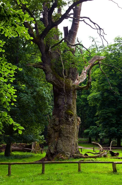 Ivenack uzun boylu meşe ağacı