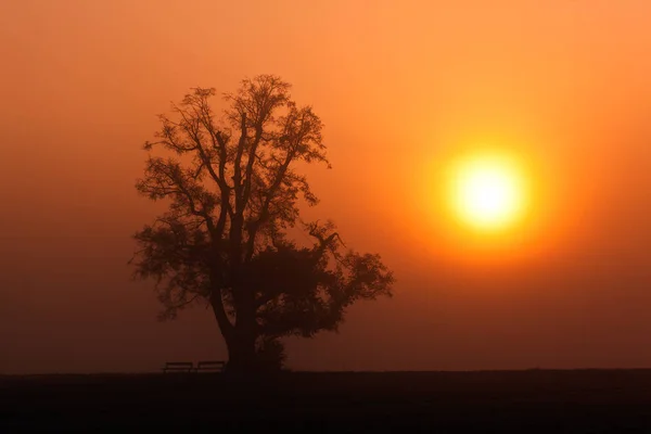 Sunrise with tree and mist — Stock Photo, Image