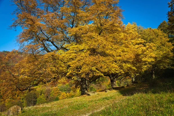 Árvore com folhas coloridas no outono — Fotografia de Stock