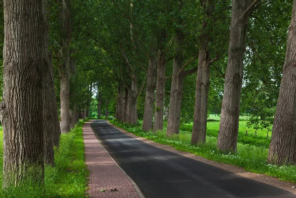 Beautiful tree alley with road — Stock Photo, Image