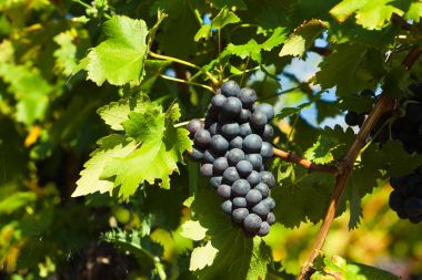 kırmızı şarap için üzüm