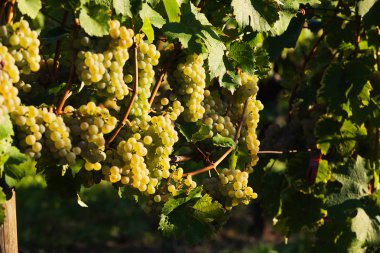 ayrıntı beyaz üzüm