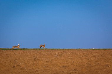 alanın üzerine runnin tavşan