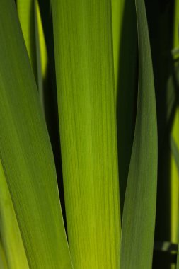 ayrıntı reed ciğeri