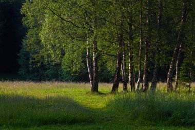 huş ağaçları ile takas