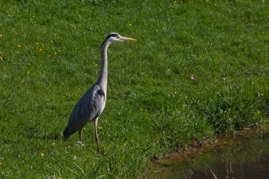 Çayırdaki balıkçıl