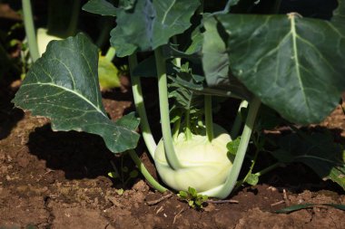 Bahçe taze sarımsak