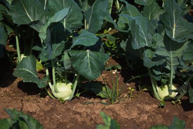 Bahçedeki yetiştirilmektedir