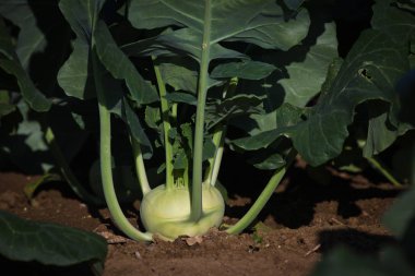 fesh alabaşlar detay