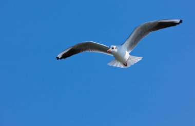 mavi gökyüzünde süzülen martı