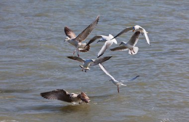 Martılar sinek bir göl üzerinde