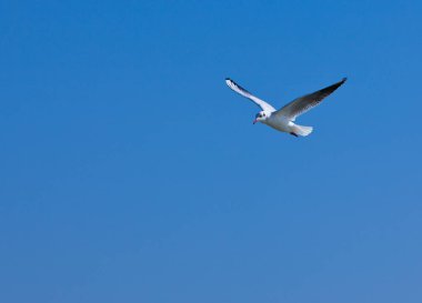 Martı mavi gökyüzünde uçar