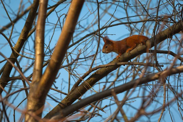 リスが枝に登る — ストック写真