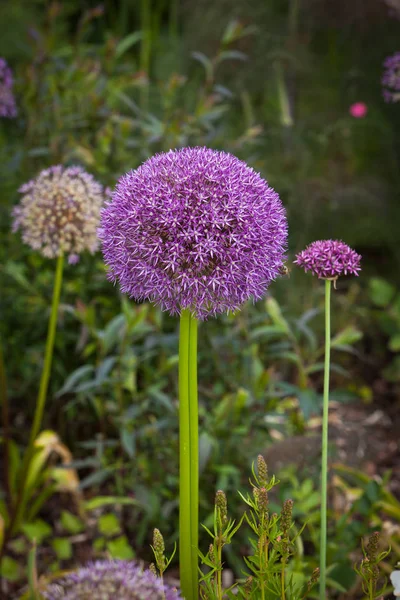 Bloesem van een prei in de tuin — Stockfoto