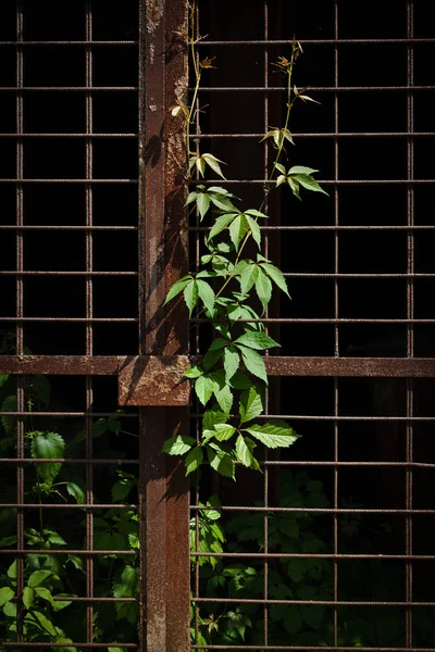 Overwoekerd roestig raster — Stockfoto