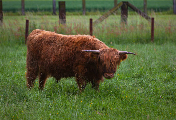 highland cattle on a farm
