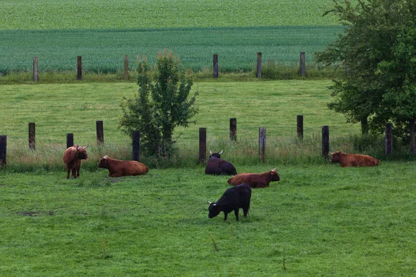 Высокогорный скот на лугу — стоковое фото