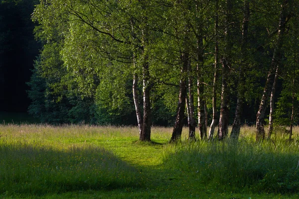huş ağaçları ile takas