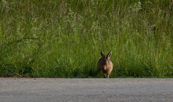 Hare sitter på sidan av en väg — Stockfoto