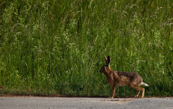 ウサギが道路に立っています。 — ストック写真