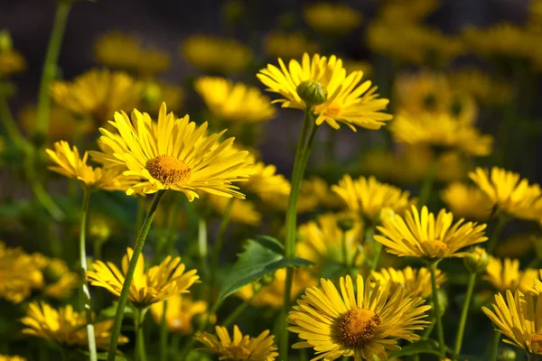 Gule gerbera blomster i detalj – stockfoto