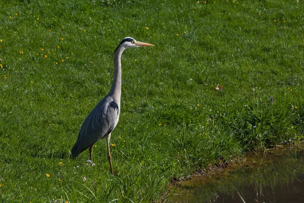 Çayırdaki balıkçıl