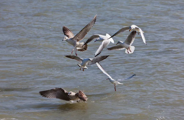 Martılar sinek bir göl üzerinde
