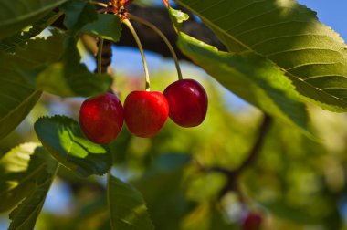 bir ağaçta taze kırmızı kiraz