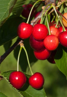 Olgun kirazlar ağaçta