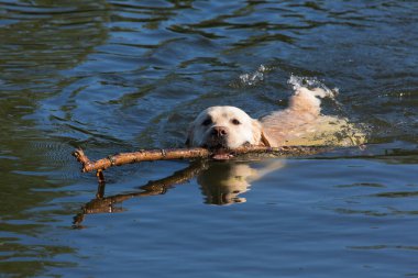 Gölde yüzmeye labrador evde beslenen hayvan